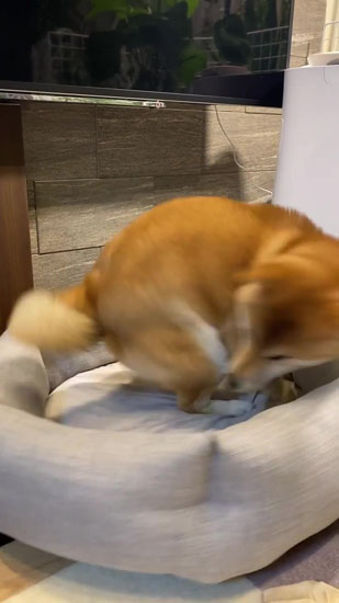 回るきなこちゃん