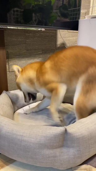 本領発揮したきなこちゃん