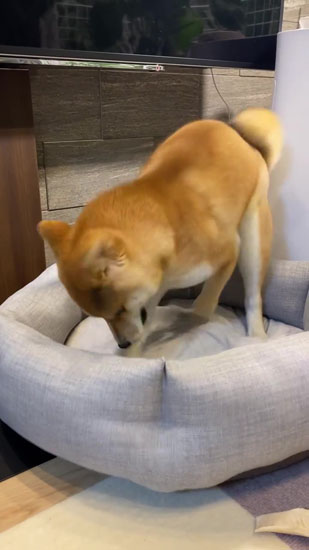 ホリホリするきなこちゃん