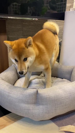 カメラ目線なきなこちゃん