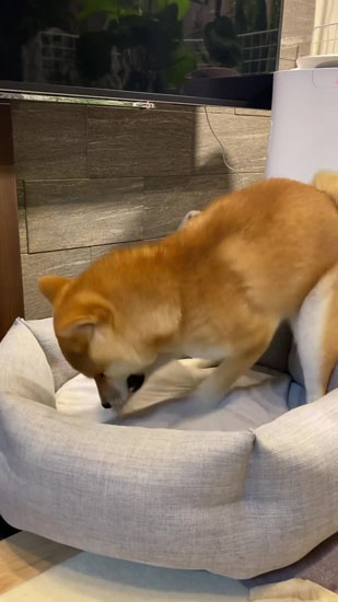 ほり続けるきなこちゃん