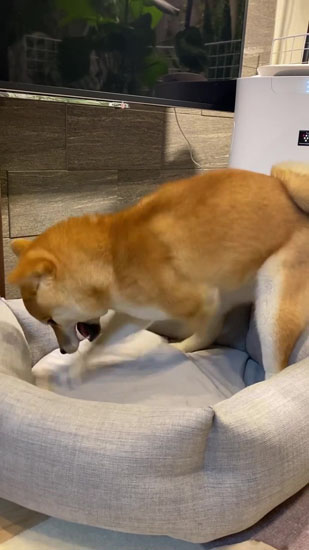 とまらないきなこちゃん