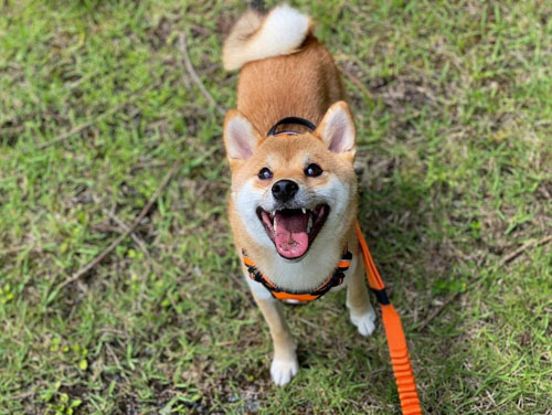 ニコニコきなこちゃん