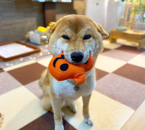 嬉しそうなきなこちゃん