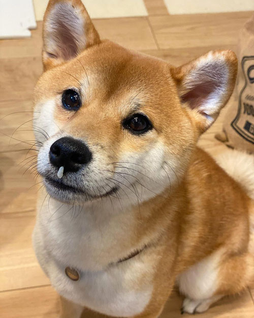 ご飯がついているきなこちゃん