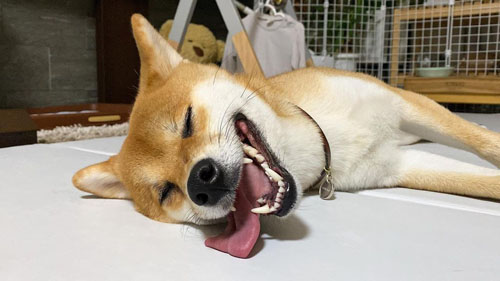 爆睡するきなこちゃん