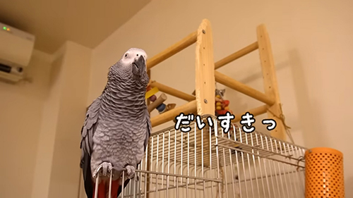 パパに向かってだいすき