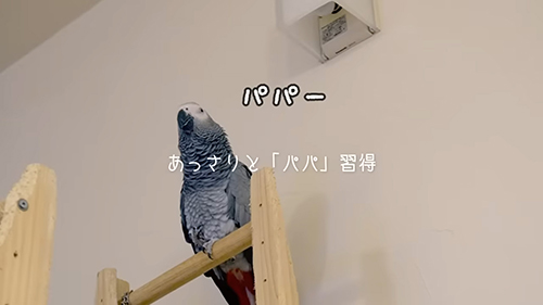 あっさりとパパ習得