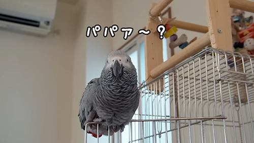 パパ〜？