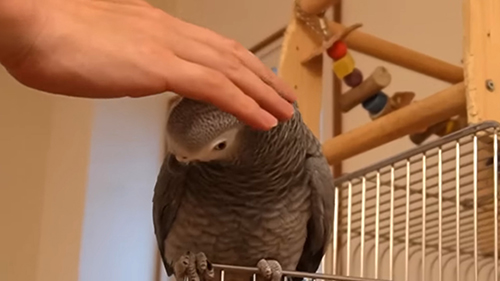 パパさんになでなでしてもらうずぅちゃん