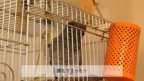 隠れているつもり