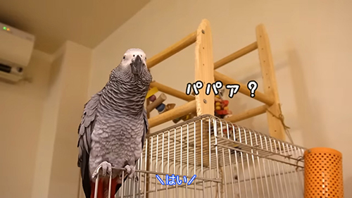 パパァ？とはい