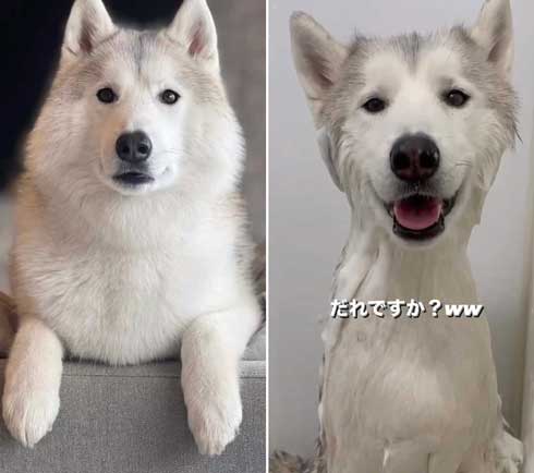 ハスキーのお風呂ビフォーアフター