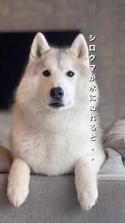 ハスキーのお風呂ビフォーアフター