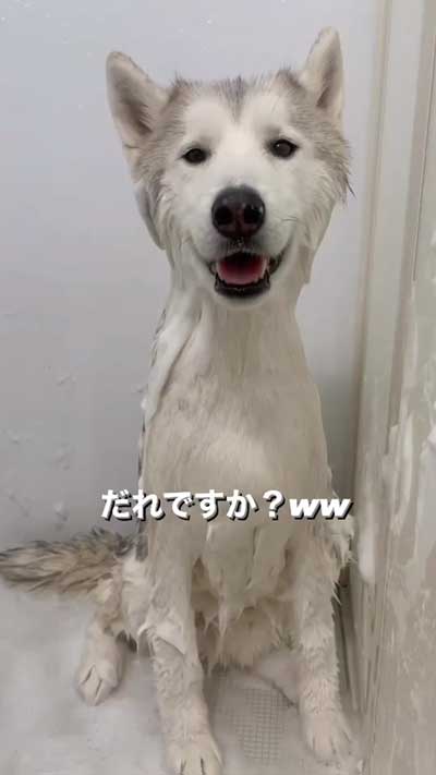 ハスキーのお風呂ビフォーアフター