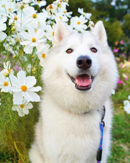 ハスキーのお風呂ビフォーアフター