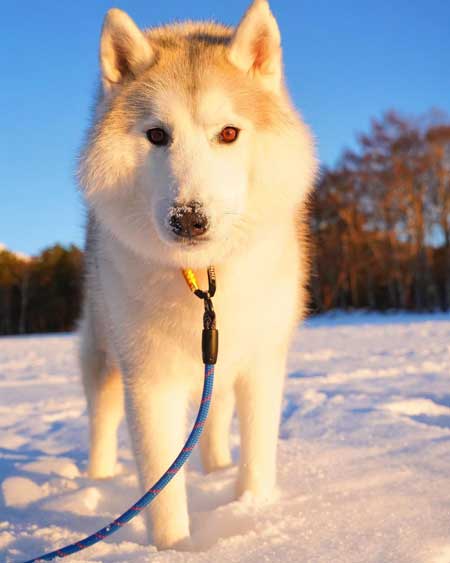 ハスキーのお風呂ビフォーアフター
