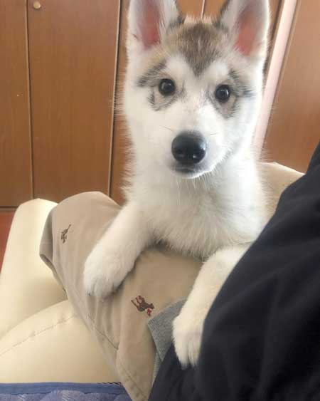 ハスキーのお風呂ビフォーアフター