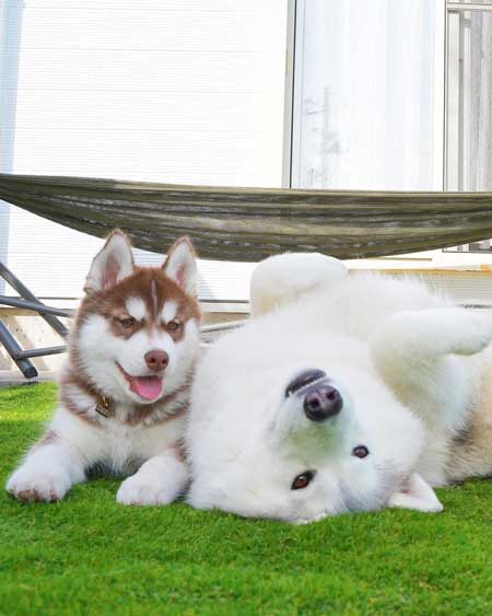 ハスキーのお風呂ビフォーアフター