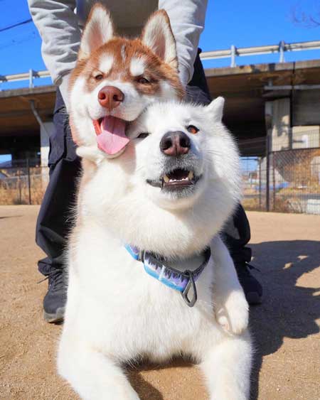 ハスキーのお風呂ビフォーアフター