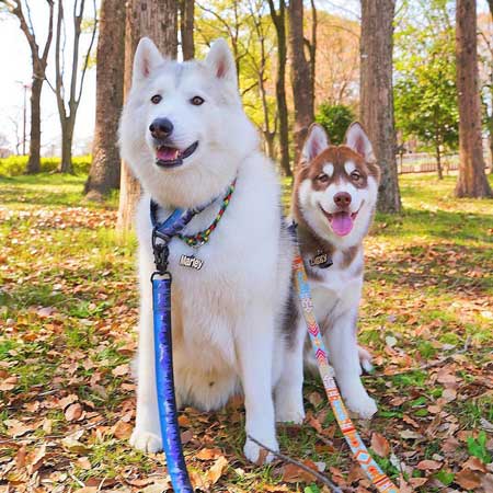 ハスキーのお風呂ビフォーアフター