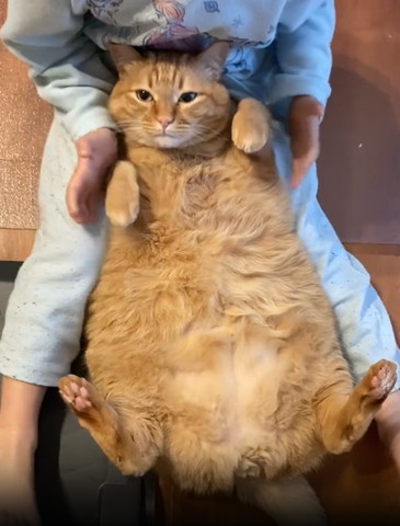 眠そうな猫の手を離す息子さん