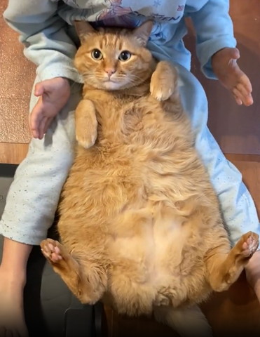 目がくりくりな猫の横に息子の手