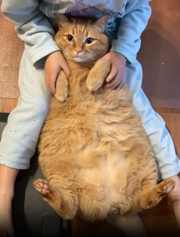 目がくりくりな猫の前足をさわる息子