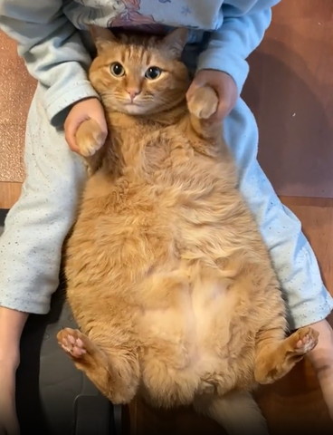 目がくりくりな猫の前足を持ち上げる息子