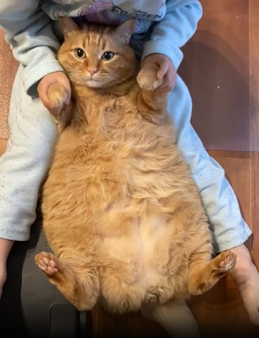 目がくりくりな猫の前足を高く持ち上げる息子