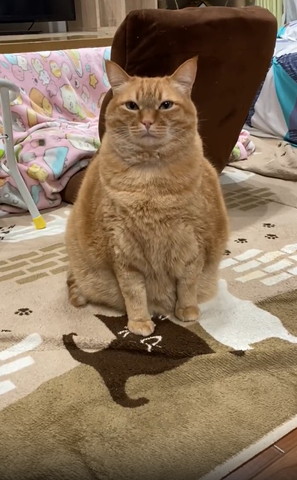 眠そうにお座りしてる猫