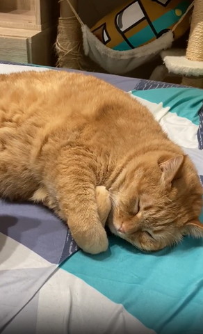 前足をクロスして寝る猫