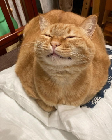 歯を見せてる猫