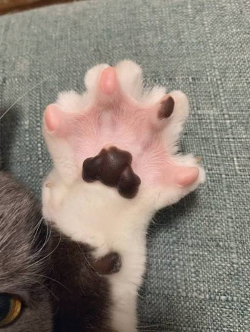 猫の肉球