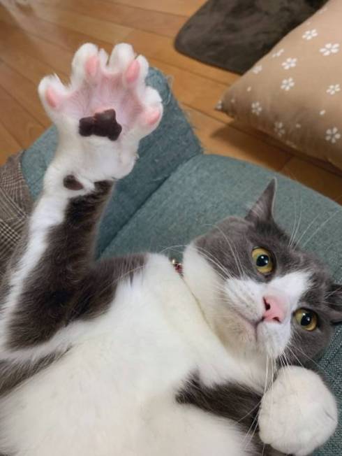 前足あげる猫