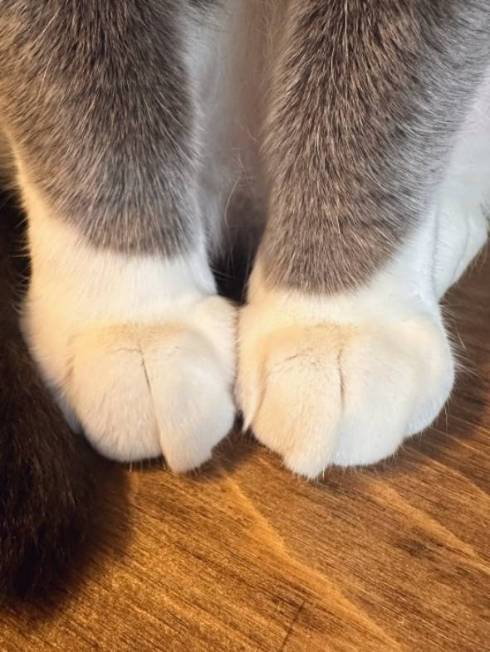 クリームパン猫