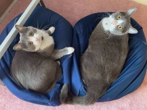 猫 肉球図解 ごましおくん