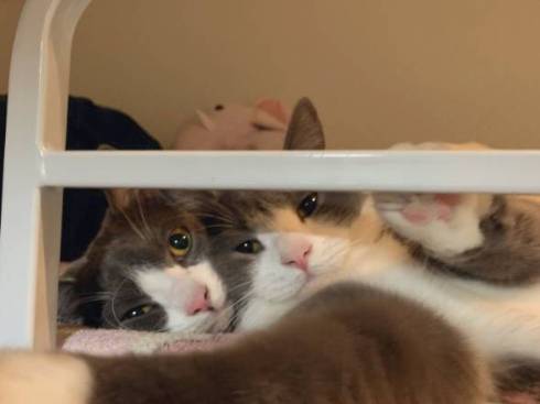 猫 肉球図解 ごましおくん