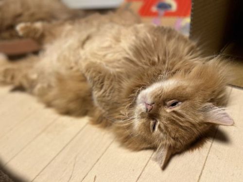 Munchkin
