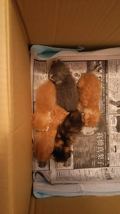 保護子猫