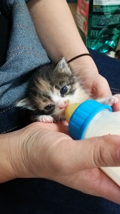 保護した子猫