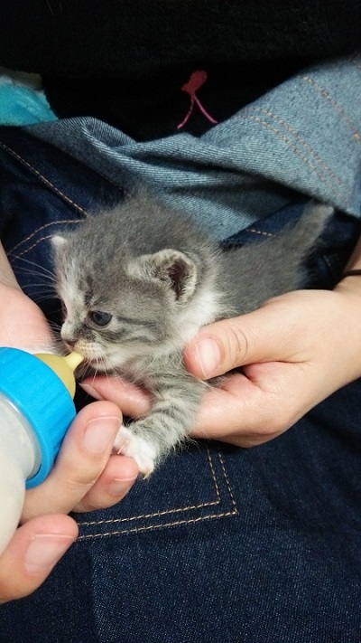 衰弱がひどい子猫