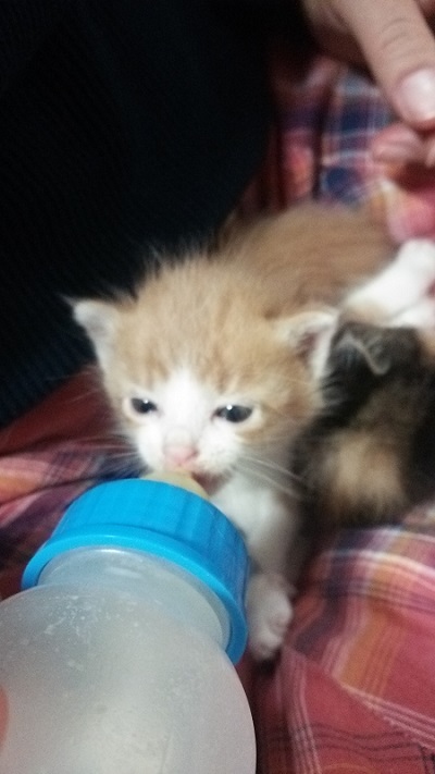 ミルクを飲む子猫