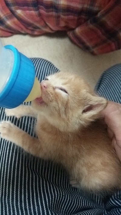 きょうだいを失った子猫