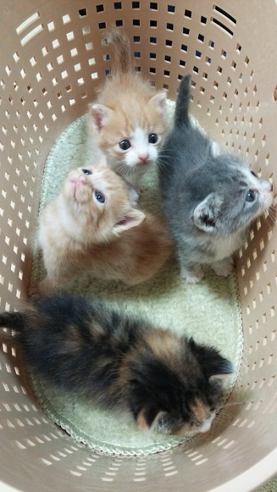 見上げる子猫