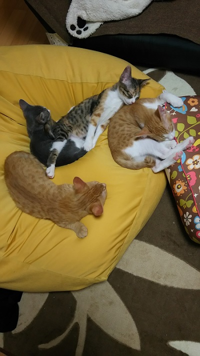 眠る猫