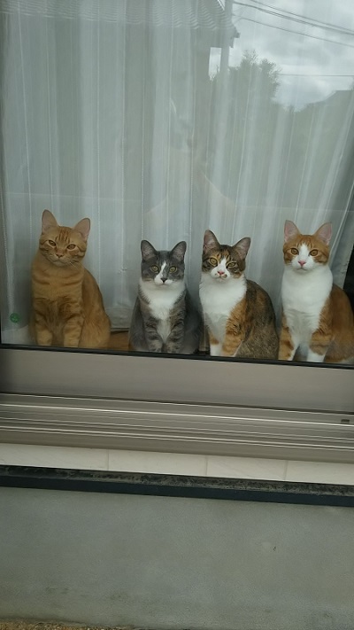 窓辺に猫