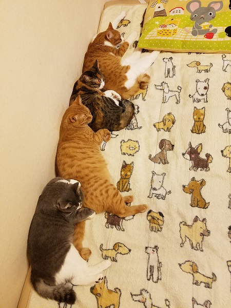 縦列寝する猫