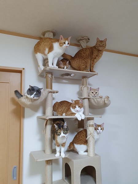 保護猫大家族