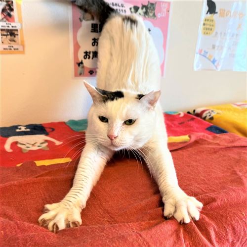 ネコリパブリック